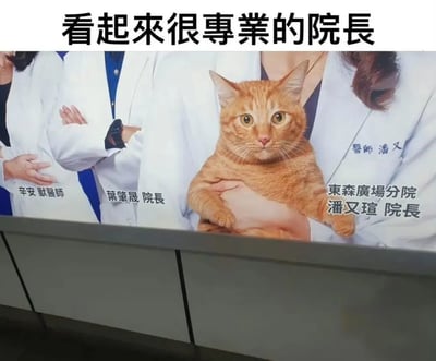 这是一张在宠物医院实拍的宣传海报，海报原本用于展示医院的医师团队，包括辛安兽医师、叶肇晟院长、东森广场分院潘又瑄院长。但由于拍摄的视觉错位效果，被潘又瑄院长抱着的橘猫刚好和院长的职务标注位置重合，再加上顶部配文“看起来很专业的院长”，形成了橘猫是这家分院院长的搞笑错觉，营造出幽默有趣的氛围，让人误以为这只表情茫然、直视前方的橘猫是医院的专业院长。
