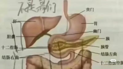 这是一张经过二次创作的人体上腹部器官解剖示意图，图中用黑色线条清晰标注了肝、胆囊、胃、贲门、幽门、十二指肠、胰、胰管、结肠右曲、结肠左曲、空肠等多个消化系统器官和结构，属于医学科普类的解剖图示。在图的左上角有手写的中文吐槽文字“不是哥们”，用严肃专业的医学图搭配随性的网络口语化吐槽，形成了反差感，没有双关、谐音梗等特殊表意，仅为增添趣味性的二次创作。