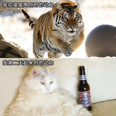 这是一张上下拼接的对比类梗图，上图展示了一只在雪地中矫健奔跑的老虎，搭配文字“我在凌晨两点时的动力”，生动呈现出深夜时分精力充沛、充满干劲的状态；下图则是一只瘫靠在墙角的白猫，旁边摆放着一瓶百威啤酒，搭配文字“我第二天起来时的动力”，表现出熬夜后次日起床时疲惫不堪、提不起劲的萎靡状态。整张图通过两种动物的状态反差，精准调侃了当代人熬夜前后精力落差巨大的真实日常，引发网友的共鸣。