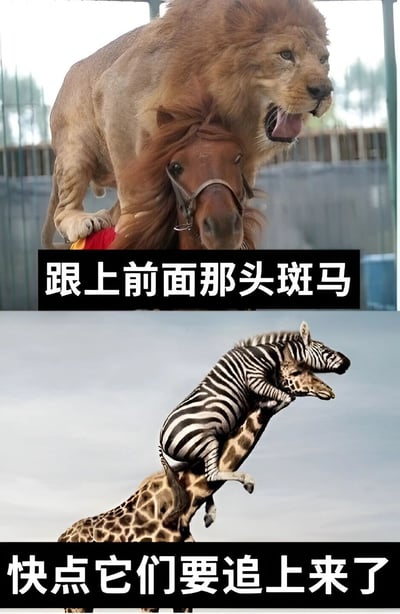 图片分为上下两部分。上半部分显示一头雄狮站在棕色马的背上，狮子张大嘴巴，表情凶猛，背景似乎是围栏场景，下方配有文字“跟上前面那头斑马”。下半部分则是一只斑马骑在长颈鹿的脖子上，两者身体前倾，斑马前爪抓住长颈鹿头部，长颈鹿脖子弯曲，下方文字为“快点它们要追上来了”。整体通过动物堆叠骑行的荒诞画面和追逐对话制造幽默效果。