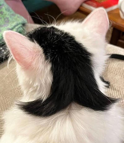 一张黑白相间猫咪的背影特写照片，猫咪正安静地坐着，露出粉白色的耳朵和头顶独特的黑色毛发图案。背景中隐约可见家居环境，包括浅色的布料表面和木质家具的一角，整体画面温馨自然，展现了宠物日常的可爱瞬间。