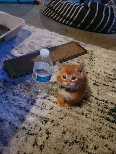 图片中是一只戴着蓝色铃铛项圈的小橘猫，正乖巧地坐在灰白相间的斑点地毯上。小猫的前方放着一瓶透明的矿泉水，瓶身贴有蓝色标签，标签上隐约可见“Drinking Water”字样。背景中可以看到一个棕色的猫抓板、一个白色的塑料容器（疑似猫砂盆）以及一个黑白条纹的宠物窝。整体场景温馨日常，小猫眼神清澈，表情呆萌，充满治愈感。