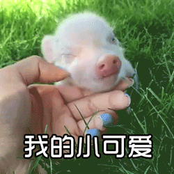 掌心粉嫩小猪眯眼撒娇萌化人心