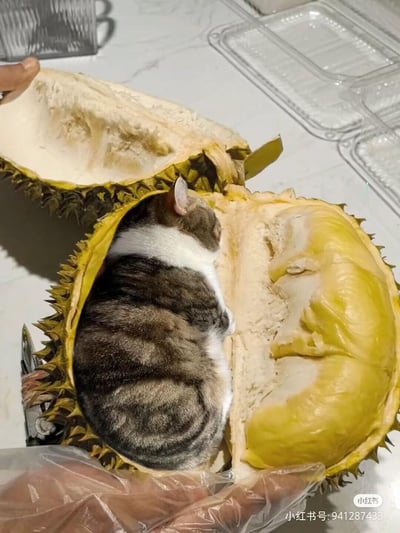 一只虎斑加白的胖猫咪，刚好蜷缩在被掰开的榴莲壳的果肉凹槽里，完美适配的样子让它看起来就像一块长得像猫的特殊榴莲肉，画面充满趣味与可爱感，展现了宠物的调皮日常。