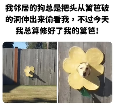 这是一张双图拼接的搞笑梗图。上方文字描述邻居的狗总是从篱笆破洞偷看，今天终于修好篱笆。左图展示木质篱笆上有一个黄色花形装饰，狗的头从花中心伸出；右图是狗头部的特写，表情呆萌地看着镜头。通过将破洞修成花形装饰的创意，既解决了问题又保留了狗偷看的趣味场景，充满幽默感。