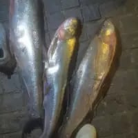 这是一张原始实拍的竖图，画面中三条表面带有银亮光泽且边缘泛着红彩的鲜鱼，被整齐摆放在深色的粗糙地面上，鱼身完整，看起来是刚捕获的生鲜鱼类，整体画面平实，呈现出生活化的场景。