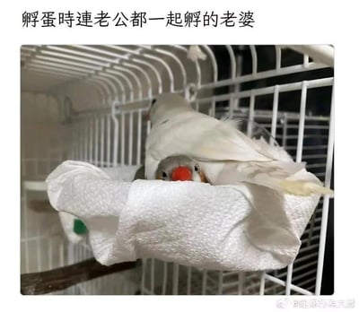这是一张趣味宠物实拍图，画面展示了一个宠物鸟笼内的场景：一只白色珍珠鸟（被配文拟人称作“老婆”）趴在铺有白色毛巾的简易鸟窝里，将另一只红嘴灰头的珍珠鸟（“老公”）整个盖在自己的身体下方，如同孵蛋一般，只露出“老公”的脑袋，模样呆萌又好笑。图上方的配文“孵蛋时连老公都一起孵的老婆”，用拟人化的解读赋予宠物互动温馨又搞笑的氛围，没有双关、谐音梗或暗示内容，就是通过趣味抓拍结合文字放大宠物日常的可爱感。