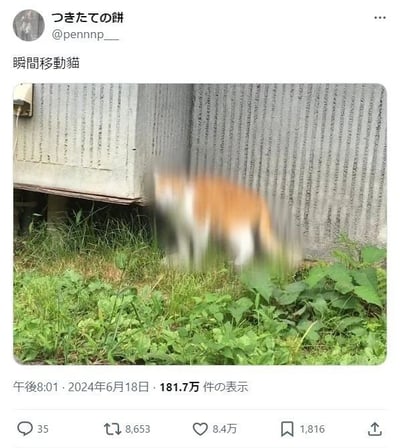 这是一张Twitter（现X平台）截图，用户@pennnp__发布了标题为“瞬間移動猫”（瞬间移动猫）的帖子。内容为一张抓拍照片：一只橘白相间的猫在灰色混凝土波纹墙旁的草丛中快速移动，因运动速度过快导致身体呈现明显动态模糊，仿佛拥有“瞬间移动”的超能力，画面充满趣味性。帖子发布于2024年6月18日晚8:01，获得了84万点赞、8653次转发和35条评论，展现了动物抓拍中因意外动态效果产生的幽默场景。