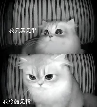 这是一张上下对比的猫咪表情包，上方猫咪睁着大眼睛，配文'我天真无邪'；下方猫咪眯起眼睛，表情变得冷峻，配文'我冷酷无情'。通过同一只猫的两种表情变化，形成鲜明的反差萌效果。