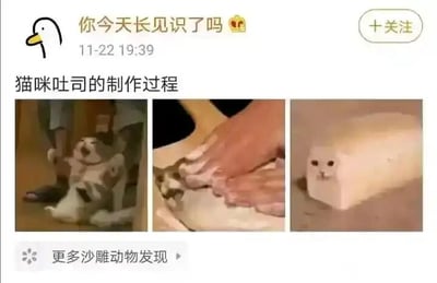 这是一张社交媒体发布的多图拼接连环截图，标题为“猫咪吐司的制作过程”，通过三张图片模拟吐司的制作流程，用P图手法将猫咪与制作吐司的步骤结合：第一张图中一只猫咪躺着，姿态仿佛是被当作面团准备按压；第二张图里双手在揉一只猫咪，模仿揉面团的动作；第三张图则是猫咪的脸被P在吐司块上，呈现出“猫咪吐司制作完成”的效果，整体内容以恶搞猫咪的方式制造幽默趣味，利用视觉错觉让观众产生猫咪被做成吐司的搞笑联想，属于网络趣味梗图，用来博人一笑。