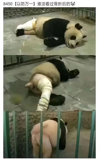 这是一组由三张图片拼接而成的连环搞笑图，利用视觉错觉制造反差笑点。第一张图中，穿着熊猫玩偶服的角色侧躺在地面上，一条“腿”缠着绷带，营造出熊猫腿部骨折受伤的假象；第二张图转换视角，露出了玩偶服下人的腿，绷带实际缠在人的腿上，初步打破“熊猫骨折”的错觉；第三张图里，该角色背对着镜头，熊猫玩偶服的下半部分滑落，露出了人的臀部，彻底揭晓这是一场用玩偶服制造的整活，通过前后画面的强烈反差，达到搞笑的效果。图上方的文字“【以防万一】谁没看过骨折后的🐼”也在引导观众先入为主地认为是熊猫受伤，进一步放大了后续的反差笑点。
