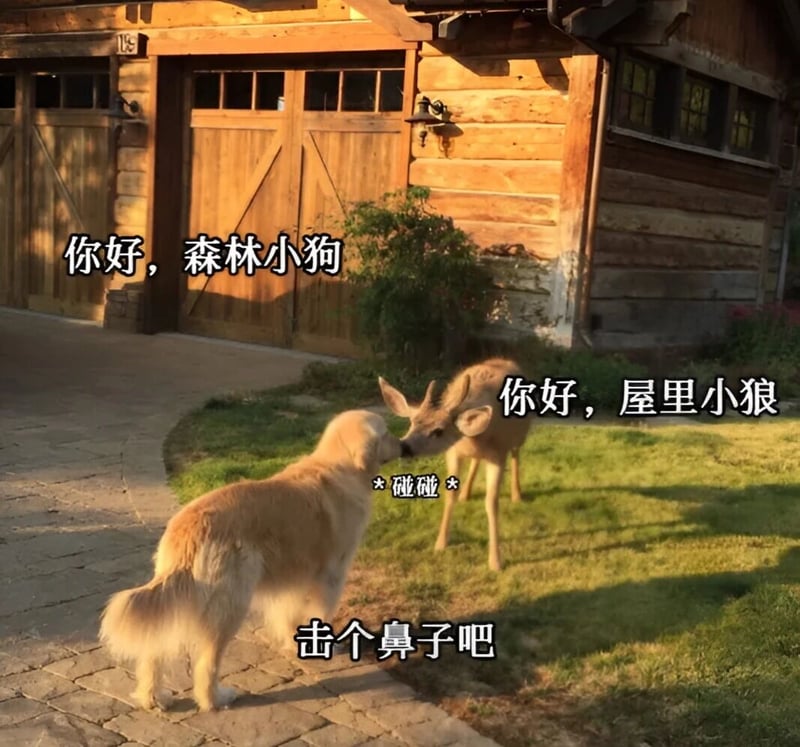 小鹿