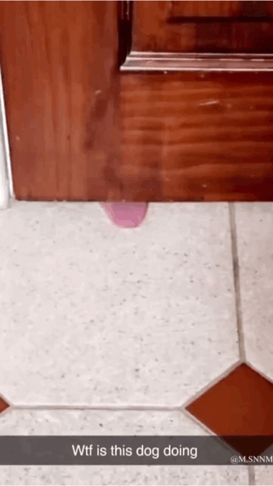 这是一个趣味动态GIF，画面中一扇木门的底部缝隙露出一块粉色物体，从视觉上看酷似狗的舌头在舔舐地面，配合底部的英文文字“Wtf is this dog doing”（这狗在干嘛），营造出疑惑又搞笑的氛围。但实际上这是视觉错位效果，粉色物体并非狗舌头，只是恰好从门缝露出的物品，通过错位制造出荒诞的搞笑感。
