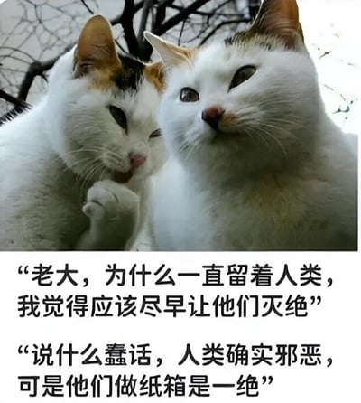 图片中两只白猫依偎在一起，左侧猫咪带有棕黑色斑块（花猫小弟），右侧为通体白猫（白猫老大），背景是模糊的枯枝。图片下方配有拟人化对话：小弟疑惑为何保留人类，建议让其灭绝；老大则淡定回应，称人类虽邪恶但做纸箱技艺高超。整体通过猫咪视角的幽默对话，调侃了猫咪对纸箱的喜爱这一常见萌点。