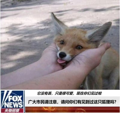 图片上半部分为一只橙黄色的小狐狸被人类双手轻轻捧住脸颊，耳朵竖起，眼睛圆睁，舌头微吐，表情十分可爱。下半部分模仿FOX NEWS新闻风格，带有“FOX NEWS”标志和“失物招领”字样，文字内容为“广大市民请注意，请问你们有见到过这只狐狸吗？”，下方补充“它没有丢，只是很可爱，现在你们见过啦”。通过严肃新闻格式与可爱动物的反差制造幽默效果。