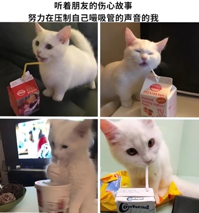 这是一张四格拼图形式的搞笑图片，展示了一只白猫在不同场景下用吸管喝饮料的样子。图片上方配有文字：'听着朋友的伤心故事 努力在压制自己喝吸管的声音的我'，通过猫咪专注喝饮料又似乎在克制的表情，幽默地表现了人们在安慰朋友时可能同时存在的微小自我需求与社交礼仪之间的矛盾心理。