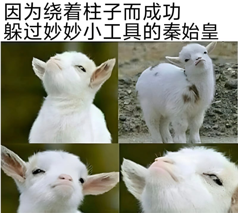 小白羊