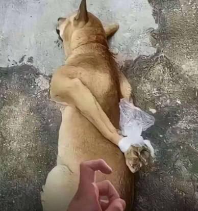 这是一张充满趣味的视觉错位照片，一只黄狗侧躺在粗糙的地面上，它包扎着白色绷带的后腿和身体的摆放姿势，配合画面下方做出抓握手势的人手，从这个拍摄角度看过去，仿佛狗子的前爪被反手绑在了身后，营造出一种‘被控制’的搞笑错觉，实际是拍摄角度带来的巧合，没有经过后期修改。