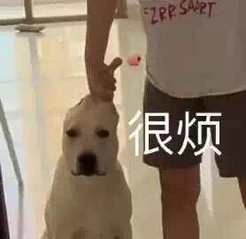 这是一张经过文字加注的原创宠物照片，场景位于室内光滑地面处，画面里一只浅色狗狗被身旁的人用手按住头部，狗狗面部露出无奈又烦躁的神情，图片右侧配有醒目的白色文字“很烦”，精准传递出狗狗当下的情绪，这张图常被用作表情包，用来抒发人们在生活中感到烦躁、被牵制的无奈心情。画面上方的人物背部衣服上印有“ZPP SAOPT”的字样。