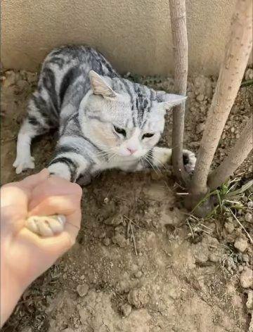 一只灰色虎斑猫趴在泥土地面上，身旁有两根小树桩，一只人类的手正轻轻握住猫咪的前爪。猫咪耳朵竖起，眼神平静略带冷漠，整体画面温馨可爱，展现了人与宠物间的互动瞬间。