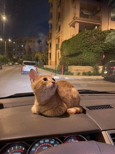 一只橘色小猫趴在汽车仪表盘上，睁着大大的眼睛好奇地抬头望向车窗外。背景显示夜晚的街道景象，有建筑物、停放的车辆和路灯，营造出温馨而宁静的氛围。