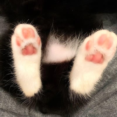 这是一张猫咪后爪的特写照片，主体为一只黑白相间猫咪的两只后爪。爪部覆盖着蓬松的白色毛发，爪垫呈现出粉嫩的粉红色，纹理清晰可见，显得格外柔软可爱。猫咪的爪子自然伸展，背景是灰色的布料，整体画面聚焦于爪部细节，展现出宠物特有的萌态与治愈感。