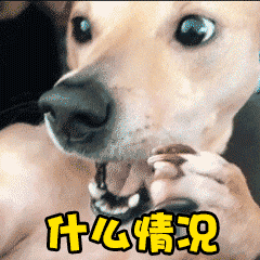 狗狗疑惑脸：什么情况？