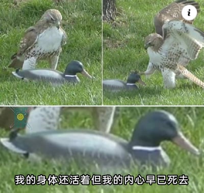 这是一张由三格连续画面组成的搞笑梗图：第一格画面中，一只鹰神态专注地站在草地上的仿真鸭子模型身后，摆出捕猎前的蓄势姿态；第二格画面里，鹰展开翅膀，朝着仿真鸭子模型猛扑过去；第三格画面中，仿真鸭子模型被鹰的动作带动而晃动，画面模糊，下方配有白色中文文案“我的身体还活着但我的内心早已死去”。整张图通过真实的鹰捕猎行为与仿真鸭子的“无动于衷”（实际为模型）形成反差，再用拟人化的文案赋予仿真鸭子“身心俱疲、麻木绝望”的情绪，精准戳中人们对疲惫、被迫应对状态的共鸣，制造出荒诞搞笑的效果。