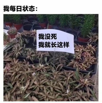 This meme features a group of wilted-looking plants accompanied by a sign that reads '我没死 我就长这样' (I'm not dead; this is just how I look). The top text says '我每日状态' (My daily state), drawing a humorous parallel between the user's daily feeling of low energy or exhaustion and the plants that appear dead but are actually alive. It uses self-deprecating humor to resonate with people's relatable daily struggles.