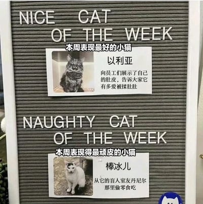 图片展示了一块灰色毛毡板，分为上下两个评选区域。上方区域标题为“NICE CAT OF THE WEEK”（本周表现最好的小猫），配有一张黑灰色猫咪“以利亚”的照片，文字说明其向员工展示肚皮，表达对被揉肚的喜爱。下方区域标题为“NAUGHTY CAT OF THE WEEK”（本周表现得最顽皮的小猫），展示了一只黑白相间的猫咪“棒冰儿”的照片，文字描述其从盲人室友丹尼尔那里偷零食的调皮行为。毛毡板有白色边框，右下角贴有一个蓝白相间的猫咪贴纸，整体风格温馨有趣。