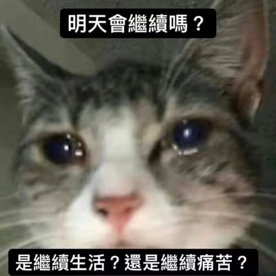 这是一张文字加注类的静态表情包，主体是一只狸花加白的猫咪，它双眼含泪，眼神里满是迷茫与悲伤，直视镜头的神态显得格外委屈痛苦。图片上方配有文字“明天会继续吗？”，下方配有文字“是继续生活？还是继续痛苦？”，用猫咪低落的神态搭配充满无力感的灵魂拷问，精准传递出当代人在面对生活压力时的迷茫、emo情绪，极易引发共鸣，常被用于社交场景中表达自身的低落与无力。
