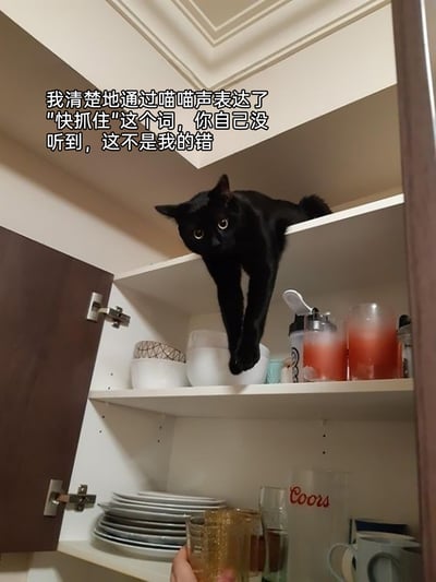这是一张充满趣味的宠物日常照片，画面中一只黑猫趴在厨房柜子的上层隔板上，前爪悬空在一个白色碗的上方，它圆睁着双眼，眼神看起来既慌张又无辜。图片上方配有拟人化的文案，以黑猫的视角甩锅：“我清楚地通过喵喵声表达了‘快抓住’这个词，你自己没听到，这不是我的错”，将猫咪可能要弄掉碗的调皮行为赋予了人类甩锅的心理，生动塑造出猫咪调皮又会“狡辩”的形象，十分搞笑，容易引发养宠人群的共鸣。
