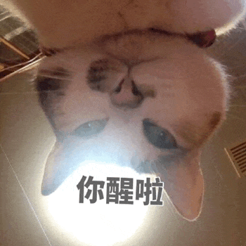 猫咪探头问'你醒啦'表情包