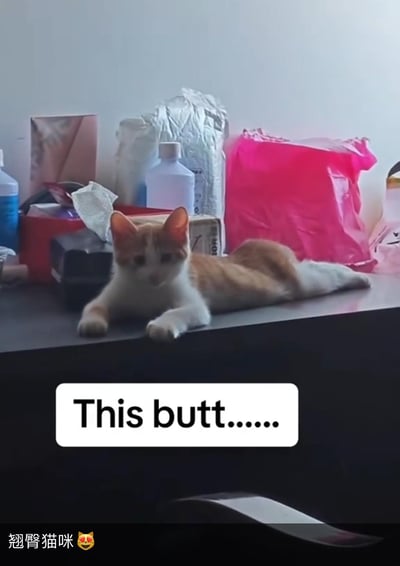 一只橘白相间的猫咪趴在杂乱的桌子上，前爪向前伸展，身体向后仰，露出明显的臀部。背景中有各种生活用品，包括粉色塑料袋、塑料瓶和纸巾等杂物。图片下方有英文文字"This butt......"，左下角有中文文字"翘臀猫咪"和一个爱心眼表情，突出猫咪可爱的臀部造型，营造出轻松搞笑的氛围。
