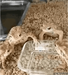角蟾