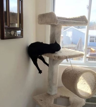 图片中一只黑猫正以尴尬又滑稽的姿势趴在米白色猫爬架的中层平台上：前半身趴在平台上，头部低垂靠在边缘，后半身和双腿却完全悬空垂在猫爬架外侧，仿佛下一秒就要掉下去。猫爬架位于窗边，透过玻璃能看到屋外的蓝色房屋和露台家具，室内墙上挂着带玻璃门的装饰柜，整体场景充满生活气息，猫咪的奇特姿势成为画面最大笑点。