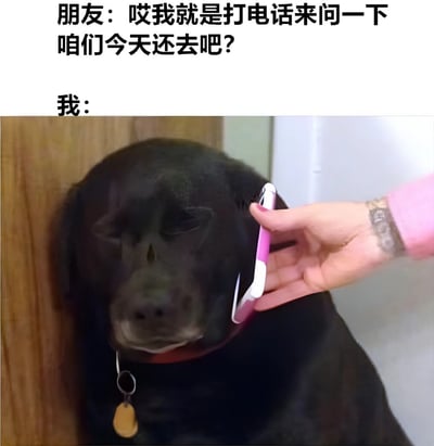 这张梗图用幽默的方式展现了不想出门的心情。图片上方文字显示朋友打电话询问："哎我就是打电话来问一下咱们今天还去吧？"，下方文字"我："配上一张黑狗被人拿着手机贴在耳朵上的照片，狗狗闭着眼睛，表情看起来非常困倦和不情愿，完美诠释了接到出门邀约时内心的抗拒和无奈。