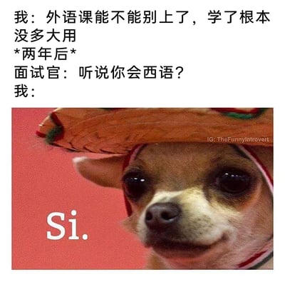 这是一张充满反差感的搞笑图文梗图，由上方的中文对话和下方的动物照片组成。对话讲述了一个真实又扎心的场景：起初“我”抱怨外语课毫无用处，抗拒学习；两年后职场面试时，面试官突然询问“我”是否会西班牙语，“我”只能用委屈又勉强的状态，用仅记得的西语单词“Si.”（意为“是”）来回应。下方的配图是一只戴着墨西哥风格宽边帽的吉娃娃，它眼含泪水，表情委屈又带着一丝勉强，完美呼应了“我”此刻窘迫、后悔又不得不硬撑的心情，用幽默的方式调侃了“当初嫌学习没用，未来却用到”的普遍经历，也侧面凸显了外语学习在求职中的潜在作用。