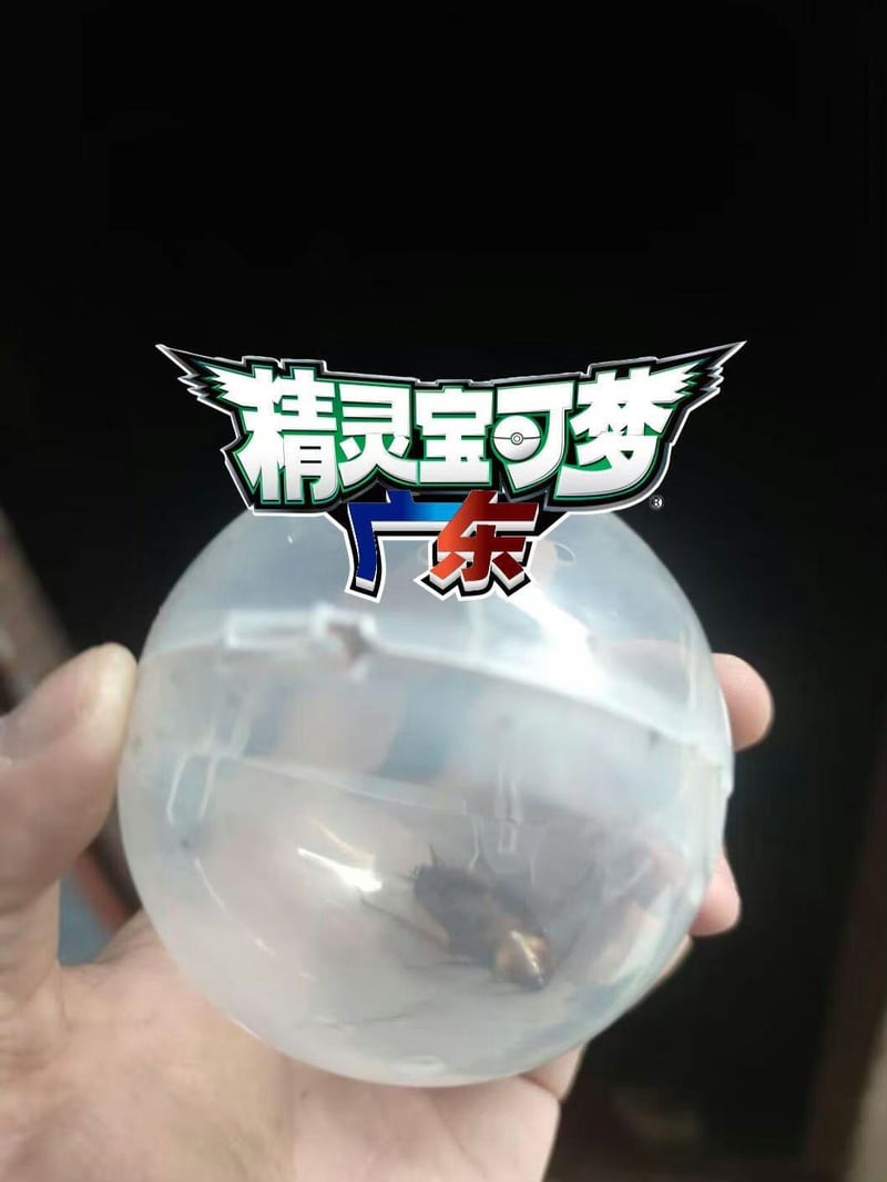 精灵宝可梦（衍生梗图）