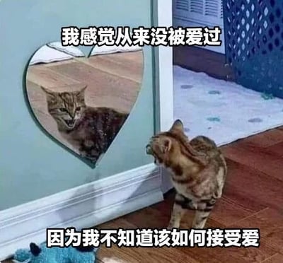 一只猫咪站在木地板上，正对着墙上的心形镜子看。镜子里映出猫咪略带凶狠的表情，图片上方配有文字“我感觉从来没被爱过”，下方配有文字“因为我不知道该如何接受爱”。通过拟人化的手法，将猫咪照镜子的场景赋予人类情感，表达了一种因不懂得如何接受爱而产生的孤独与无奈感，带有幽默又略带伤感的氛围。