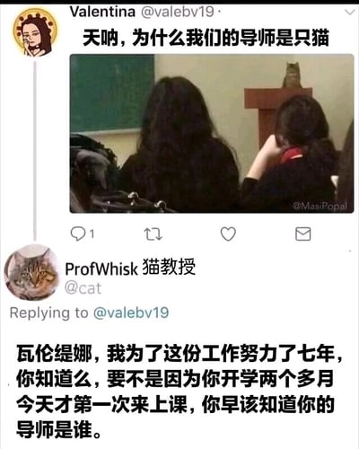 这是一张模仿推特（X平台）界面制作的搞笑梗图，上方是用户Valentina发布的动态，配文“天呐，为什么我们的导师是只猫”，并附带一张教室实拍图，图中一只猫坐在讲台区域，看起来像是“导师”；下方是一个名为“ProfWhisk猫教授”的账号对该动态的回复，内容为“瓦伦缇娜，我为了这份工作努力了七年，你知道么，要不是因为你开学两个多月今天才第一次来上课，你早该知道你的导师是谁。” 整个内容通过将猫拟人化为大学教授，并用回复的内容调侃学生长期旷课的行为，制造出反差感十足的幽默效果，既讽刺了学生旷课的不良行为，又以动物当导师的新奇设定增添趣味。