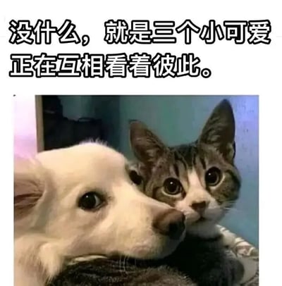 这张梗图展示了一只白色小狗和一只虎斑猫近距离对视的场景，上方配有文字'没什么，就是三个小可爱正在互相看着彼此。'。这里的'三个小可爱'指的是小狗、小猫以及正在观看这张图的人，通过这种幽默的方式增加了互动感和趣味性，整体风格轻松可爱。