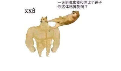 这是一张经过P图改编的搞笑静态文字加注图，画面呈现两只柴犬的互动：左侧是被合成了健硕人类肌肉身体的柴犬，它安静站立，表情平淡；右侧是一只普通的柴犬（Cheems形象），正挥爪击打肌肉柴犬的头部。画面右上角配有文字“一天到晚拿我和你比个锤子 你这体格算狗吗？”，左上角还有“xx白”的水印。图中通过肌肉柴犬和普通柴犬的强烈反差，搭配怼人的文字，以幽默的方式吐槽那种强行和不在同一量级的对象进行比较的行为，制造出荒诞搞笑的效果。