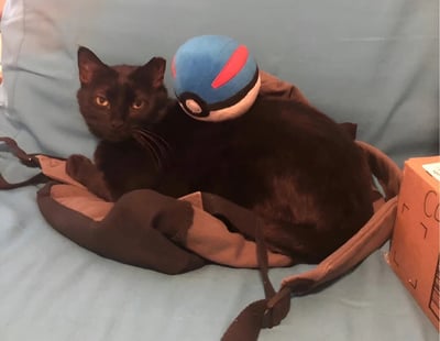 一只黑猫正趴在蓝色沙发上，它的背上放着一个蓝色带红色条纹的精灵球毛绒玩具。猫咪表情平静，眼睛直视前方，身体被一个棕色的背包或 harness 部分环绕。沙发右侧有一个棕色的纸箱。整个画面呈现出一种温馨有趣的氛围，将宠物与流行文化元素结合在一起。