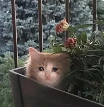 一只橙白相间的小猫咪从花盆中探出头来，周围环绕着绿色的叶子和几朵粉色的小花。背景是茂密的绿树和金属栏杆，猫咪睁着圆溜溜的大眼睛，表情呆萌可爱，整体画面温馨治愈。
