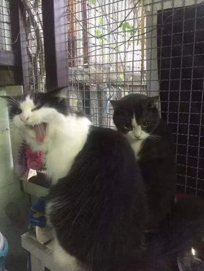 两只猫咪在铁丝网围栏内的场景。左侧是一只黑白相间的奶牛猫，正张大嘴巴打哈欠，眼睛紧闭，露出舌头和牙齿，表情放松；右侧是一只黑色为主、脸部和胸部有白色毛发的黑猫，正直视前方，眼神严肃，表情平静。背景可见模糊的绿色植物和金属结构，整体氛围温馨又带点反差萌。