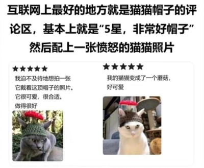 这张图由顶部总结文字和下方两条商品评论截图组成，顶部文字点明了猫猫帽子评论区的有趣现象：给出五星好评的同时，配上猫咪愤怒嫌弃的照片。下方左侧是一位用户给无毛猫戴上蘑菇造型针织帽的五星好评，评论写道“我迫不及待地想拍一张它戴着这顶帽子的照片。它很可爱，很合适。做得很好”，但图中的无毛猫表情愤怒，满脸不情愿；右侧是另一位用户的五星好评，评论为“我的猫猫变成了一个蘑菇，好可爱”，图里的白猫戴着同款帽子，表情不满，一脸无奈。这种铲屎官觉得帽子可爱、给出好评，而猫咪却对被戴帽子这件事极度抗拒的反差，制造出强烈的搞笑效果，戳中了宠物爱好者的笑点。