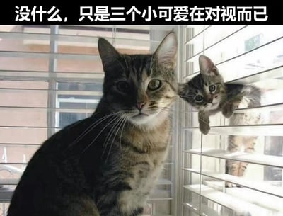 图片中展示了两只虎斑猫在窗边的温馨场景：一只成年猫咪端正地坐在百叶窗前，眼神平静地注视前方；另一只小猫从右侧百叶窗缝隙中探出身体，前爪扒着窗沿，好奇地望向镜头。图片顶部配有文字“没什么，只是三个小可爱在对视而己”，形成俏皮的文字与画面反差萌。