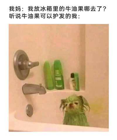 这是一张趣味十足的网络梗图，上方配有两段文字，分别是妈妈的疑问和“我”的行为背景：“我妈：我放冰箱里的牛油果哪去了？听说牛油果可以护发的我：”。下方的图片中，一只小狗待在浴室的浴缸内，浑身沾满了绿色的物质，看起来像是将牛油果当作护发产品使用后的状态，小狗露出心虚又生无可恋的表情，精准还原了“我”偷偷使用妈妈的牛油果护发，被妈妈询问时的心虚模样，通过拟人化的小狗形象，将家庭日常里的小趣事以搞笑的方式呈现，容易引发网友的共鸣。