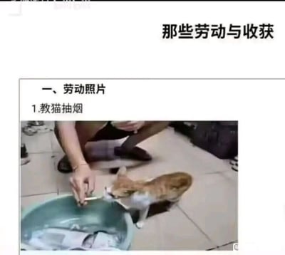 图片上方有标题"那些劳动与收获"，下方分为"一、劳动照片"章节，其中包含子项"1.教猫抽烟"。主要内容为一张照片：一个人蹲在瓷砖地板上，左手拿着疑似香烟的物品伸向一只黄白相间的猫，猫站立着注视并靠近该物品。人物穿着短裤和拖鞋，面前有一个绿色的盆，里面似乎放着一些衣物。图片通过幽默的方式展示了一种荒诞的"劳动"场景。